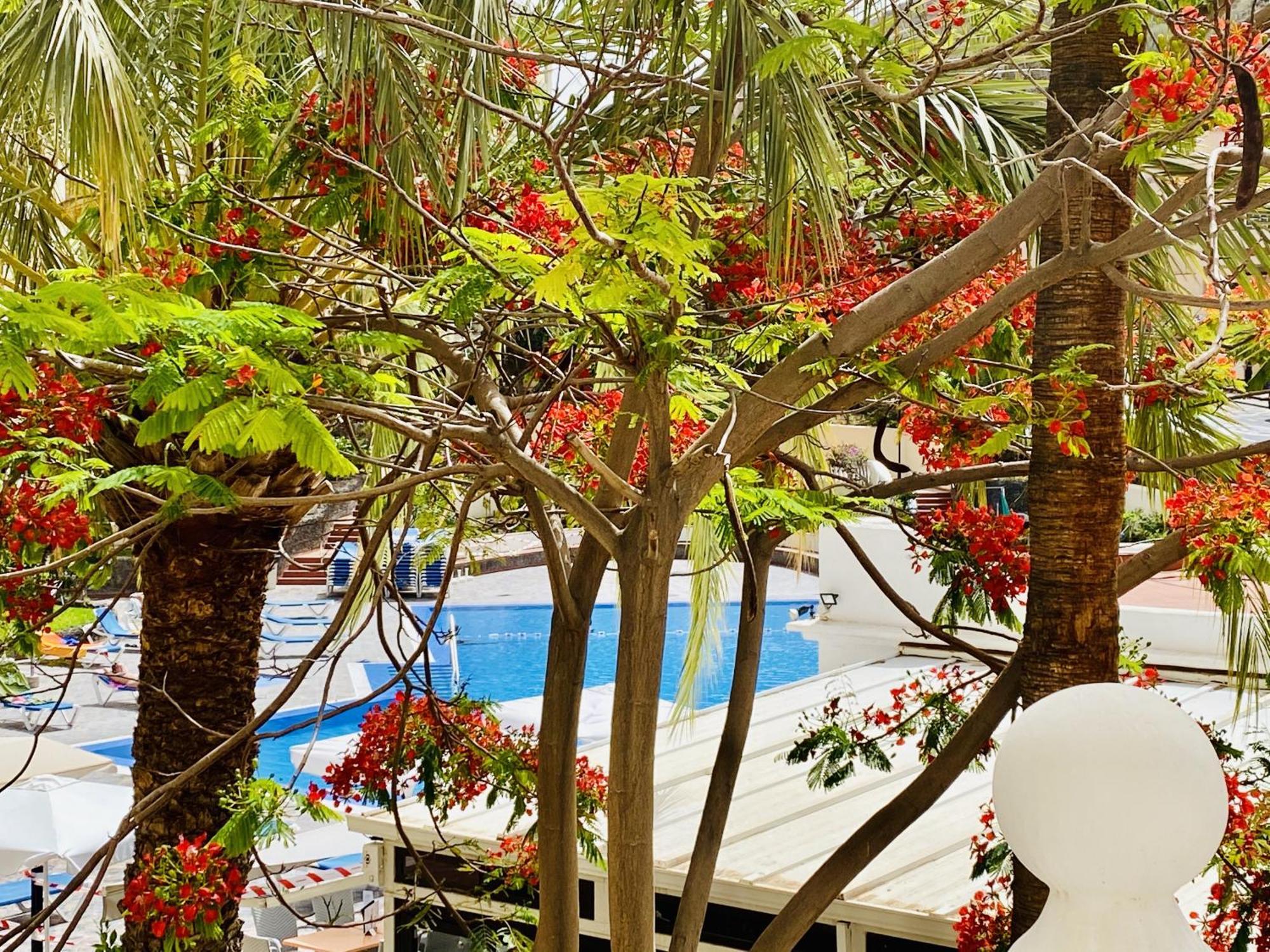 Castle Harbour Melanie'S Apartment By Lovetenerife Los Cristianos  Exterior foto